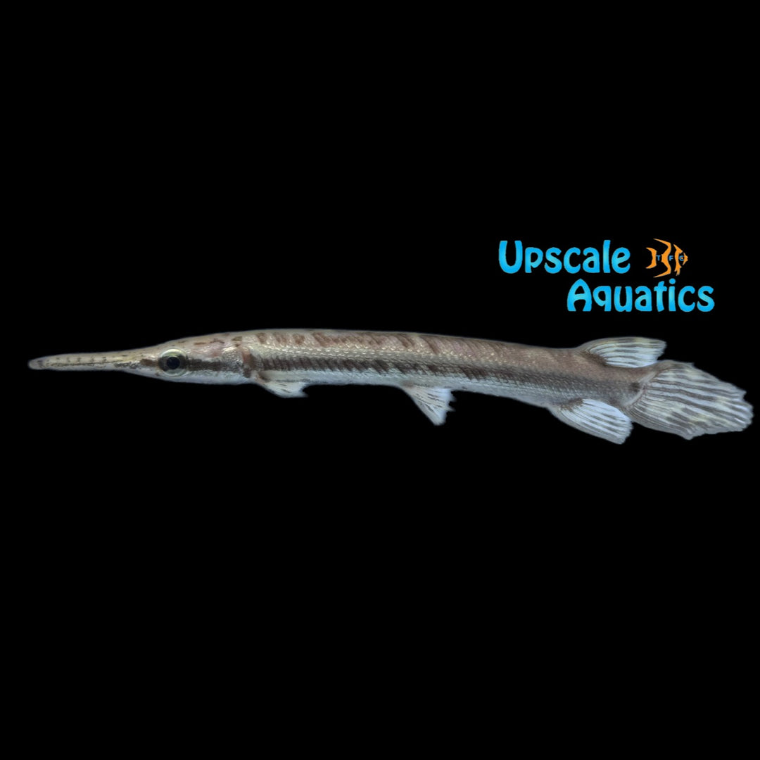 Tropical Gar (Atractosteus tropicus)