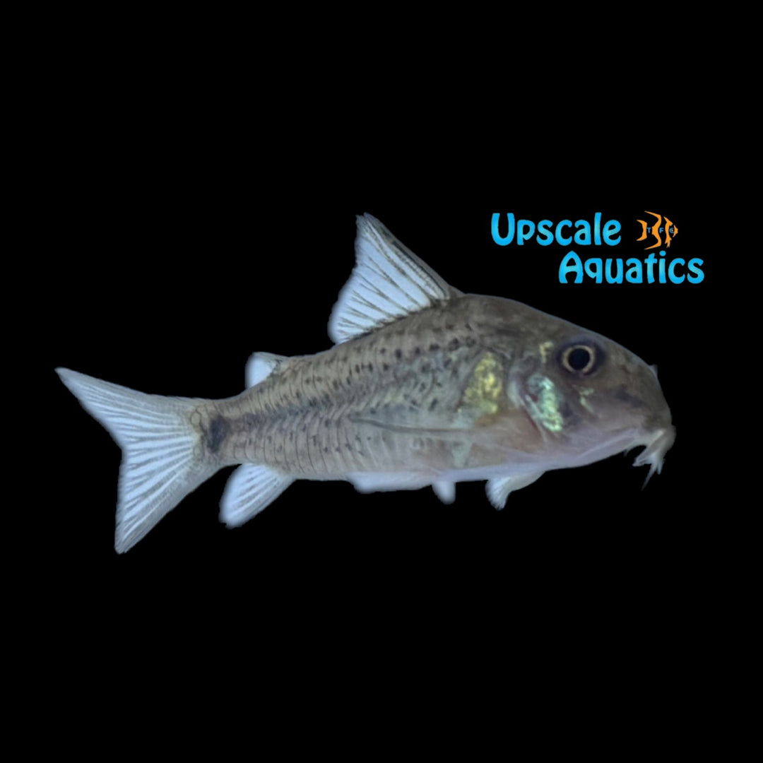 Bonehead Cory (Corydoras osteocarus)