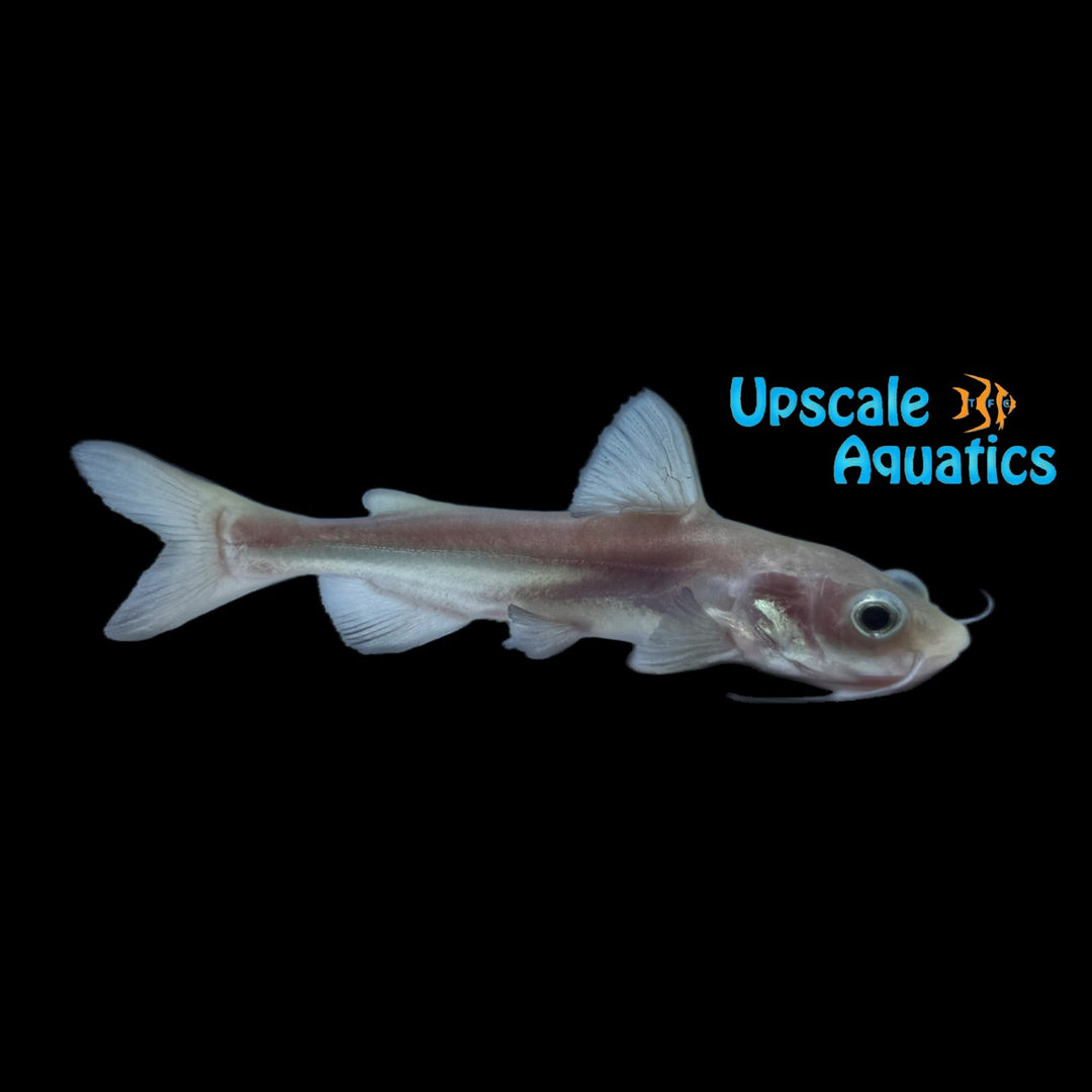 Redtail Catfish x Paroon Shark Hybrid (Phractocephalus hemioliopterus x Pangasius sanitwongsei)