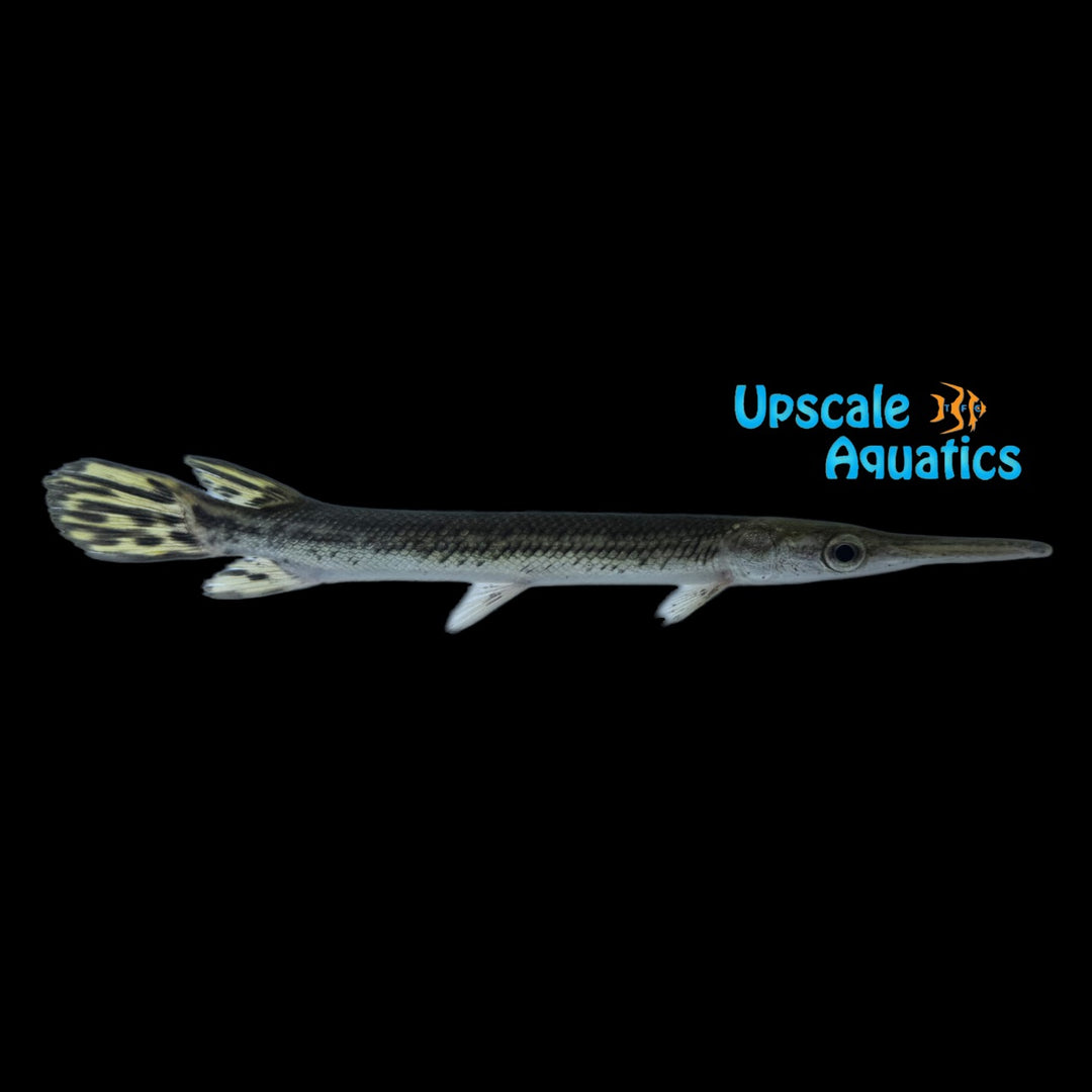 Cuban Gar (Atractosteus tristoechus)