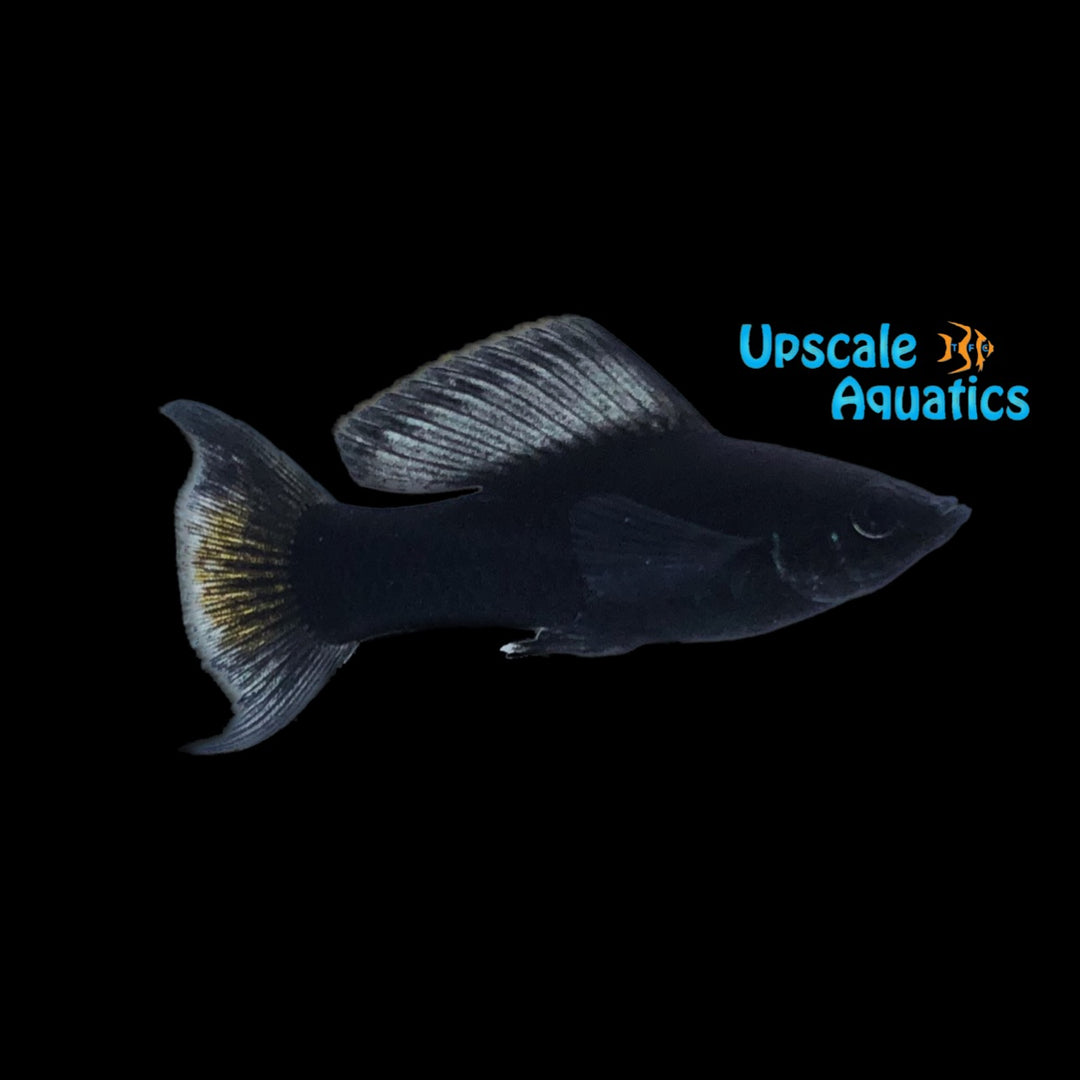Black Lyretail Molly (Poecilia latipinna)