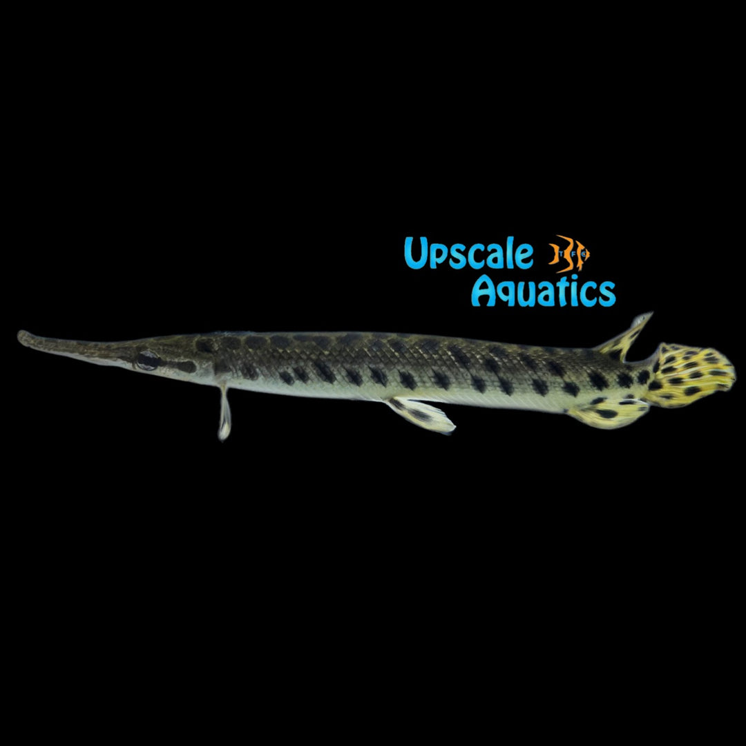 Spotted Gar (Lepisosteus oculatus)