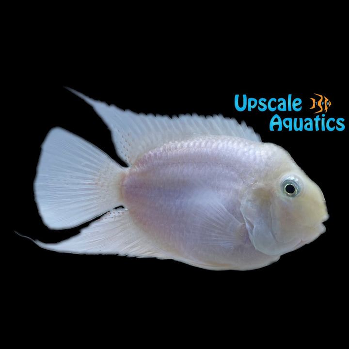 Snow White Parrot Convict Cichlid (Cryptoheros sp.)