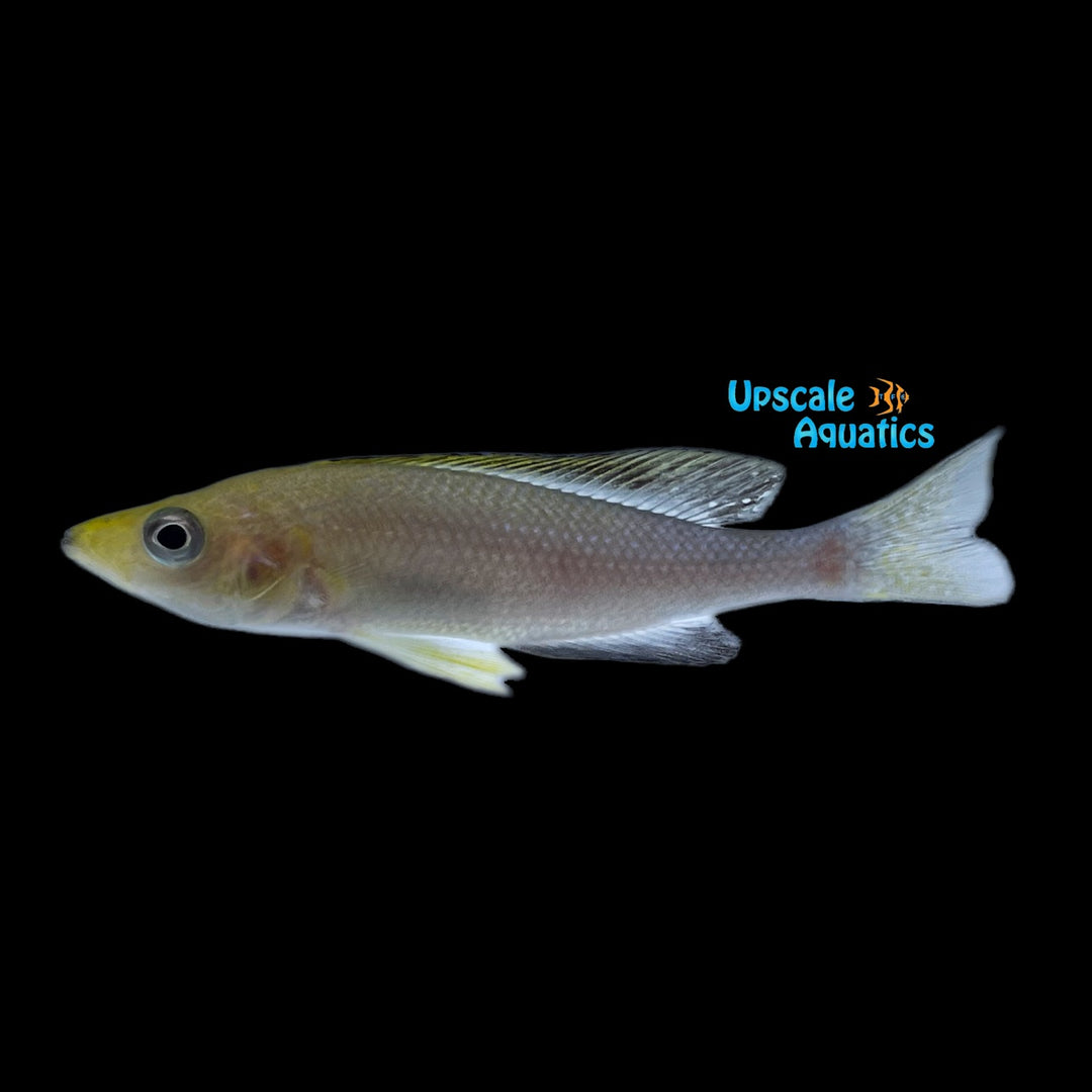 Blackfin Cyprichromis Leptosoma (Cyprichromis sp. leptosoma jumbo 'Kapemba')
