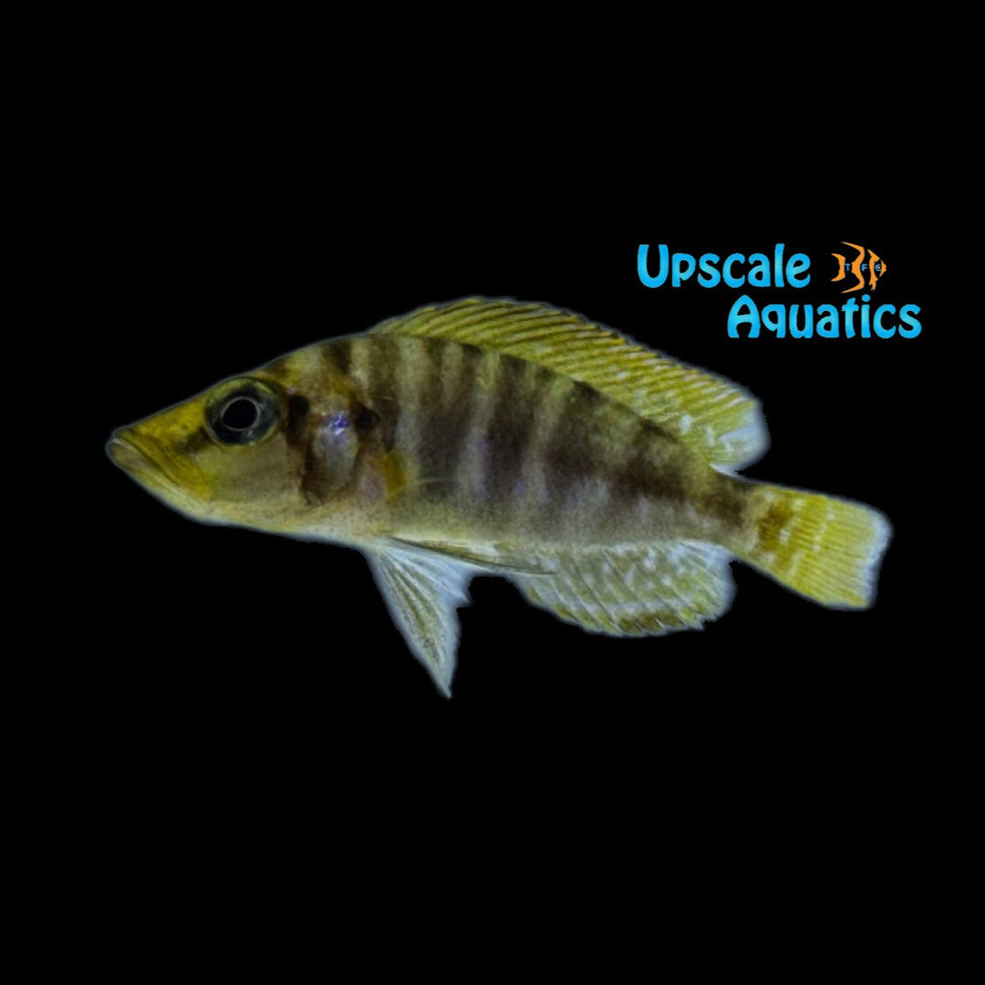 Mandarin Compressiceps 'Altolamprologus compressiceps mandarin 'Kilima')