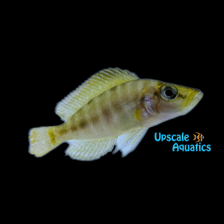 Chaitika Orange Compressiceps (Altolamprologus compressiceps 'Chaitika')