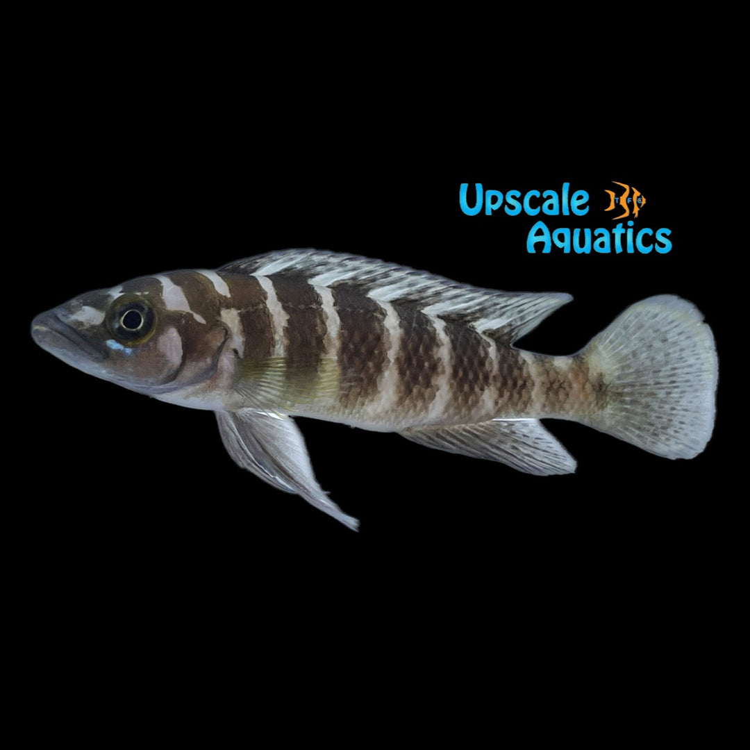 Neolamprologus Cylindricus