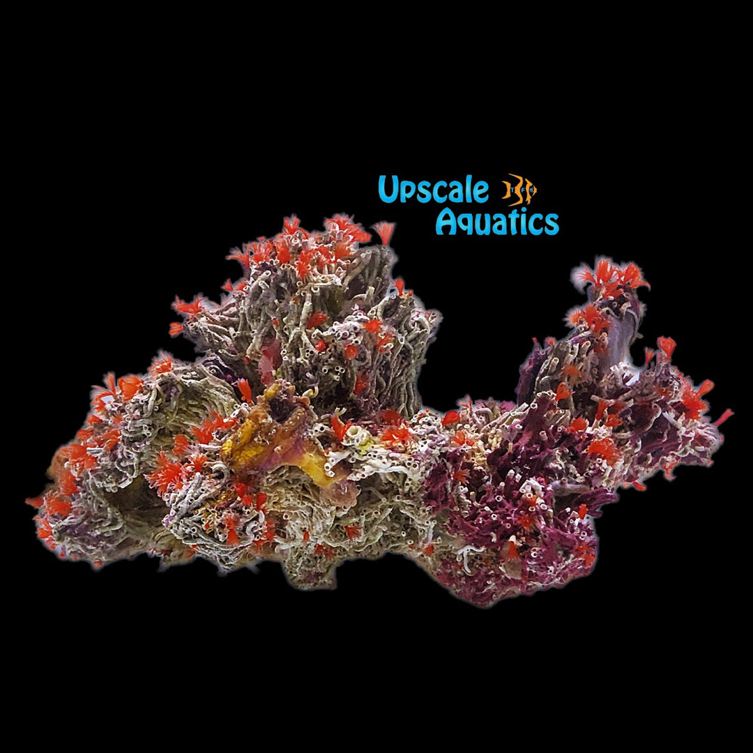Red Worm Cluster (Bispira sp.)