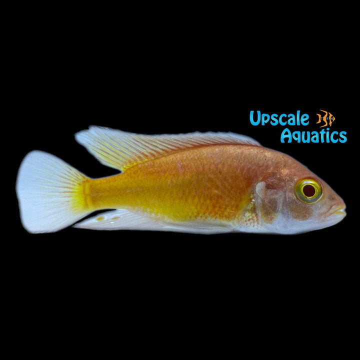 Albino Kyoga Flameback Cichlid (Xystichromis sp. flameback)