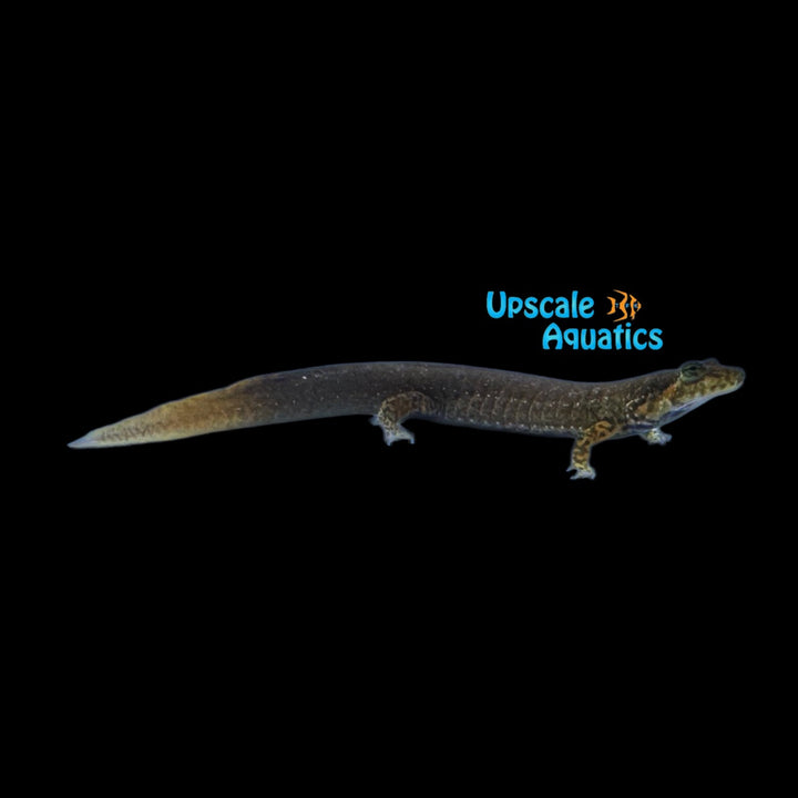 Black Bellied Salamander (Desmognathus quadramaculatus)