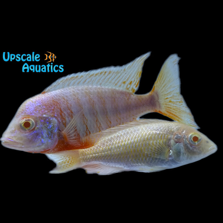 Albino Red Shoulder Peacock Cichlid (Aulonocara stuartgranti sp. Hansbaenschi albino)