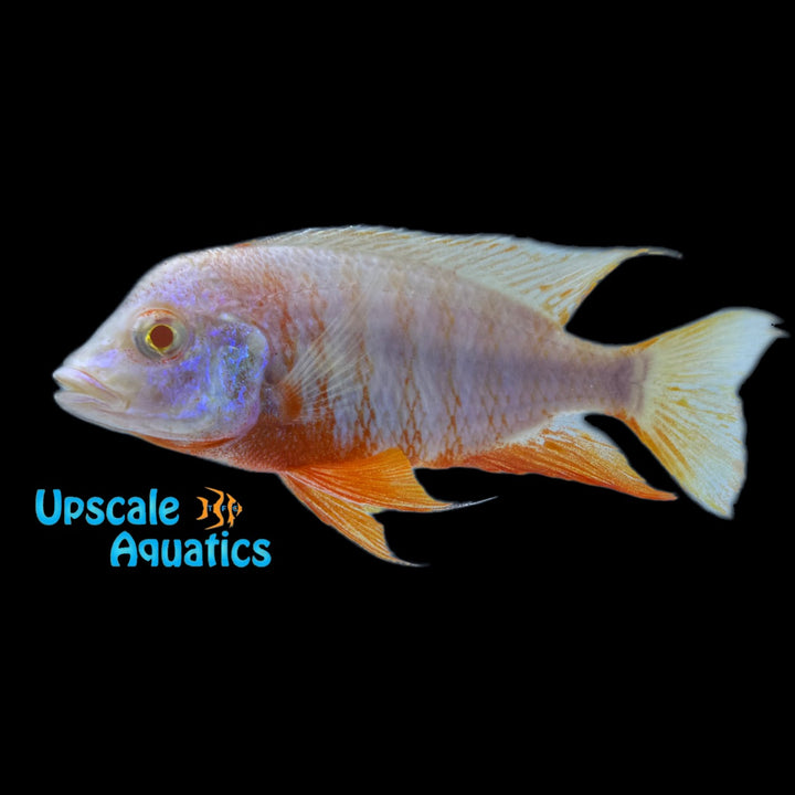 Albino Red Shoulder Peacock Cichlid (Aulonocara stuartgranti sp. Hansbaenschi albino)