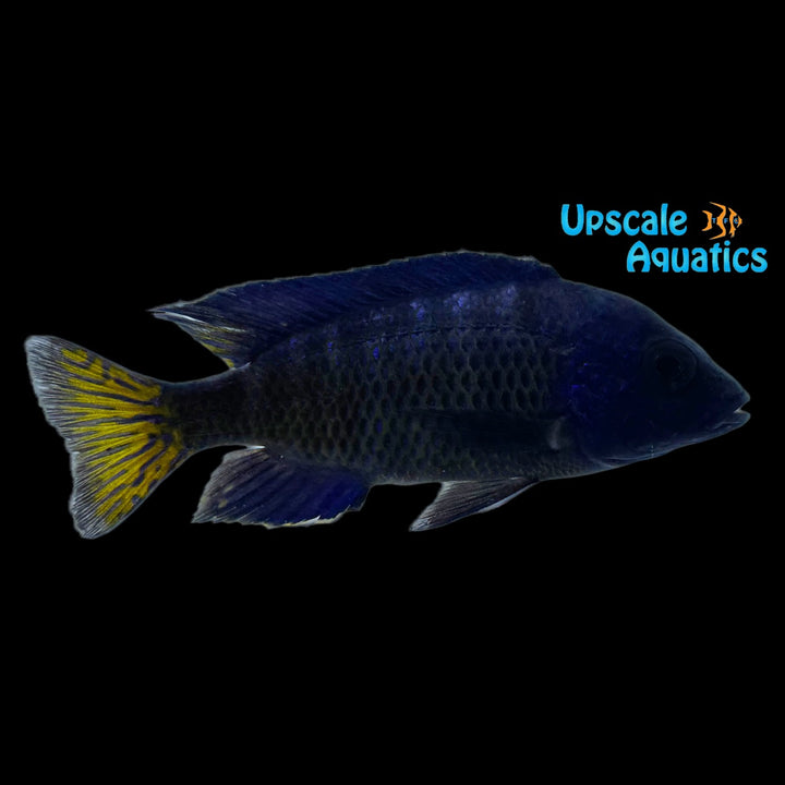 Chilumba Peacock Cichlid (Aulonocara stuartgranti sp. Chilumba)