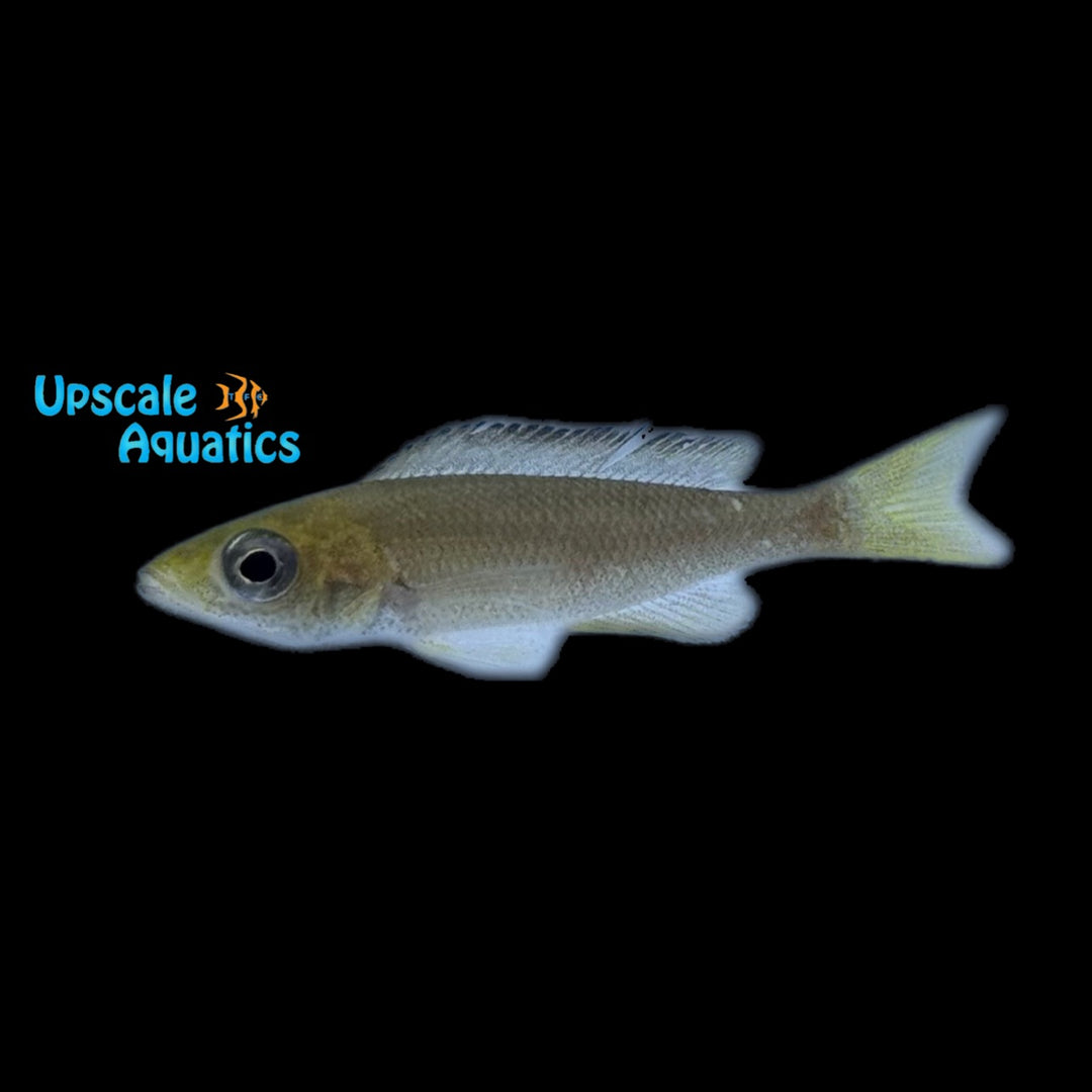 Tricolor Cyprichromis Leptosoma (Cyprichromis leptosoma 'Mpimbwe Black Bee')