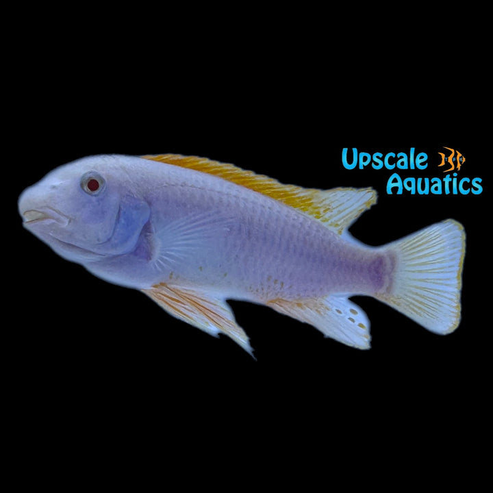 Albino Red Top Trewavasae (Labeotropheus trewavasae red top albino)