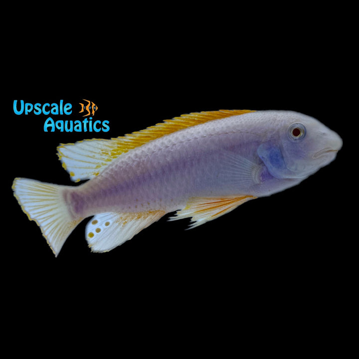 Albino Red Top Trewavasae (Labeotropheus trewavasae red top albino)