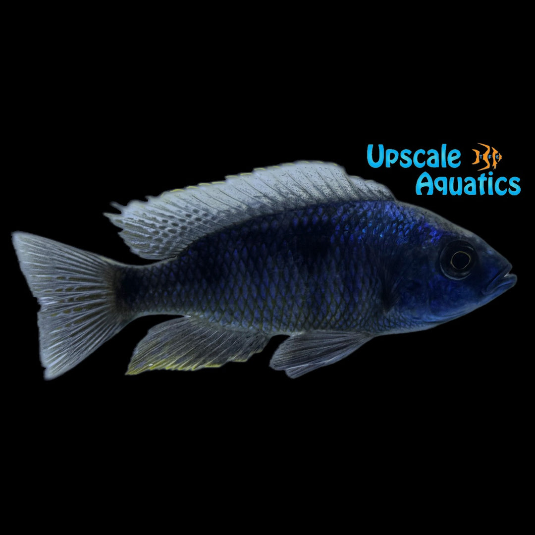 White Blaze Copadichromis (Copadichromis chrysonotus)