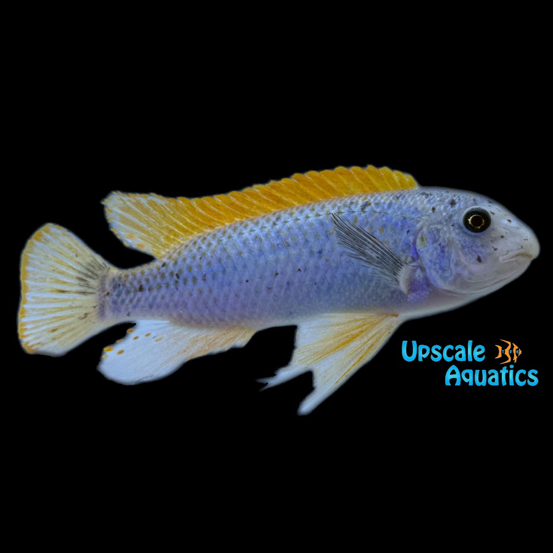 Golden Trewavasae (Labeotropheus trewavasae golden)