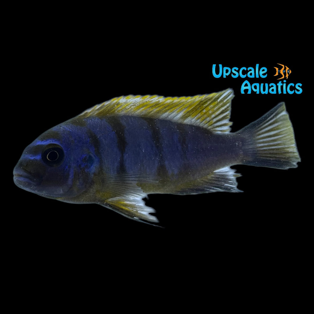 Red Top Gallireya Cichlid (Metriaclima sp. 'red top gallireya')