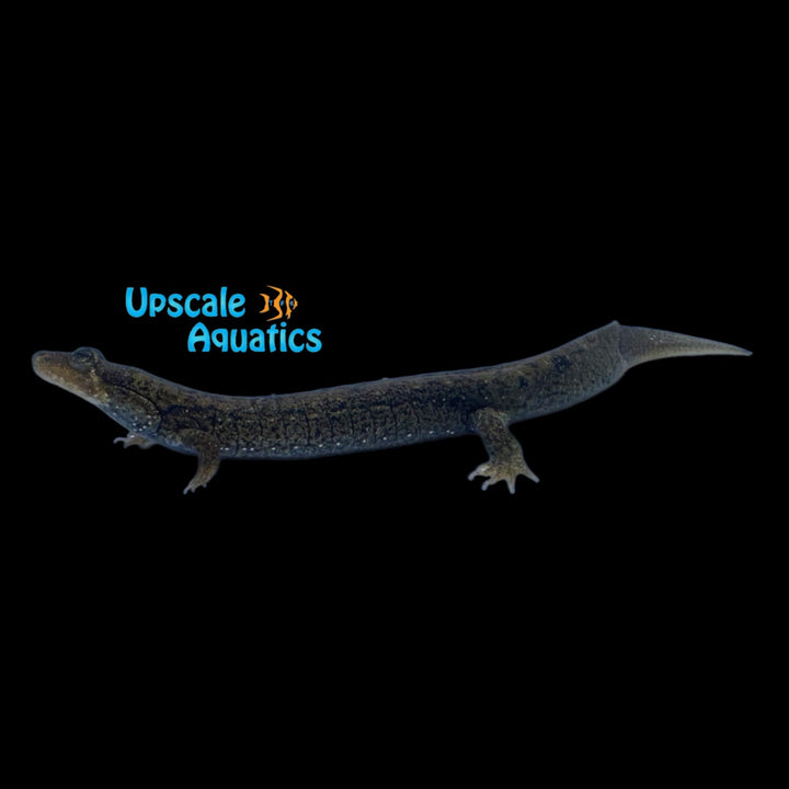 Black Bellied Salamander (Desmognathus quadramaculatus)