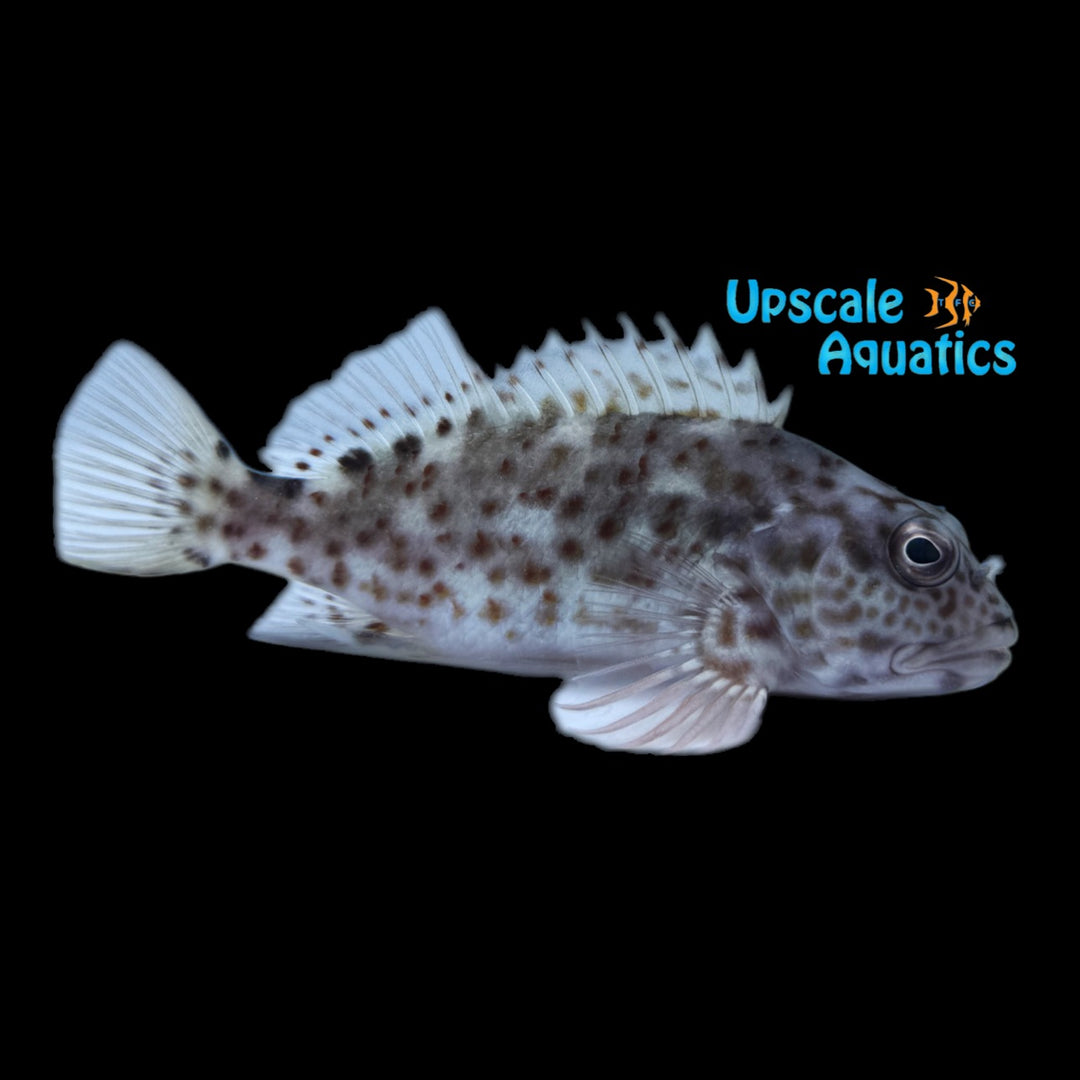 Stocky Hawkfish (Cirrhitus pinnulatus)