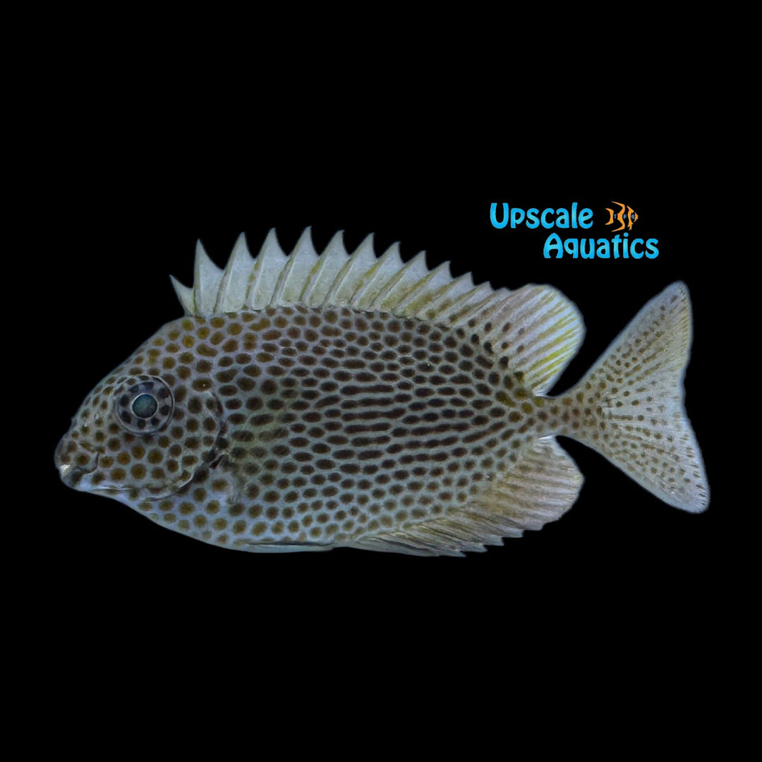 Honeycomb Rabbitfish (Siganus stellatus)