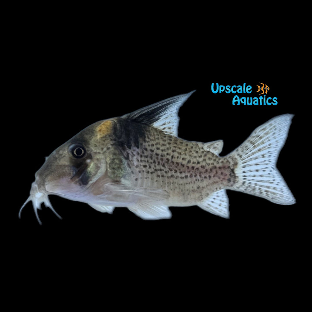 Lightning Bolt Cory (Corydoras CW27)