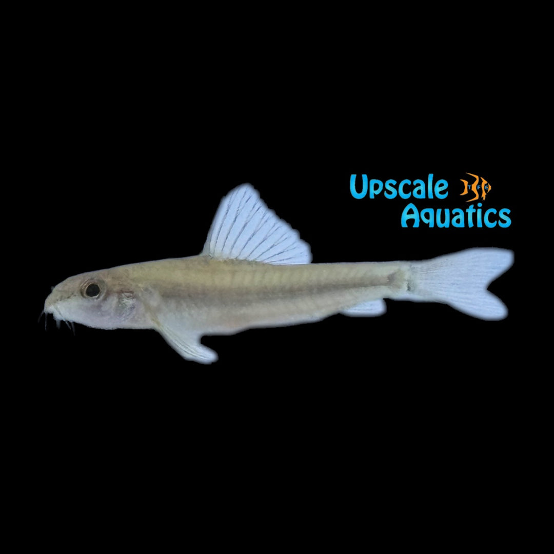 Rosy Loach (Physoschistura mango)