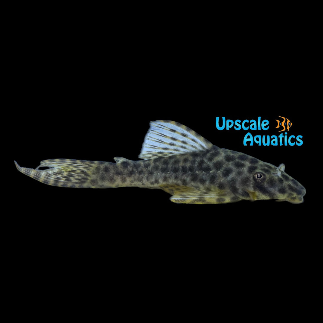 Bola Pleco LDA030 (Peckoltia bachi)