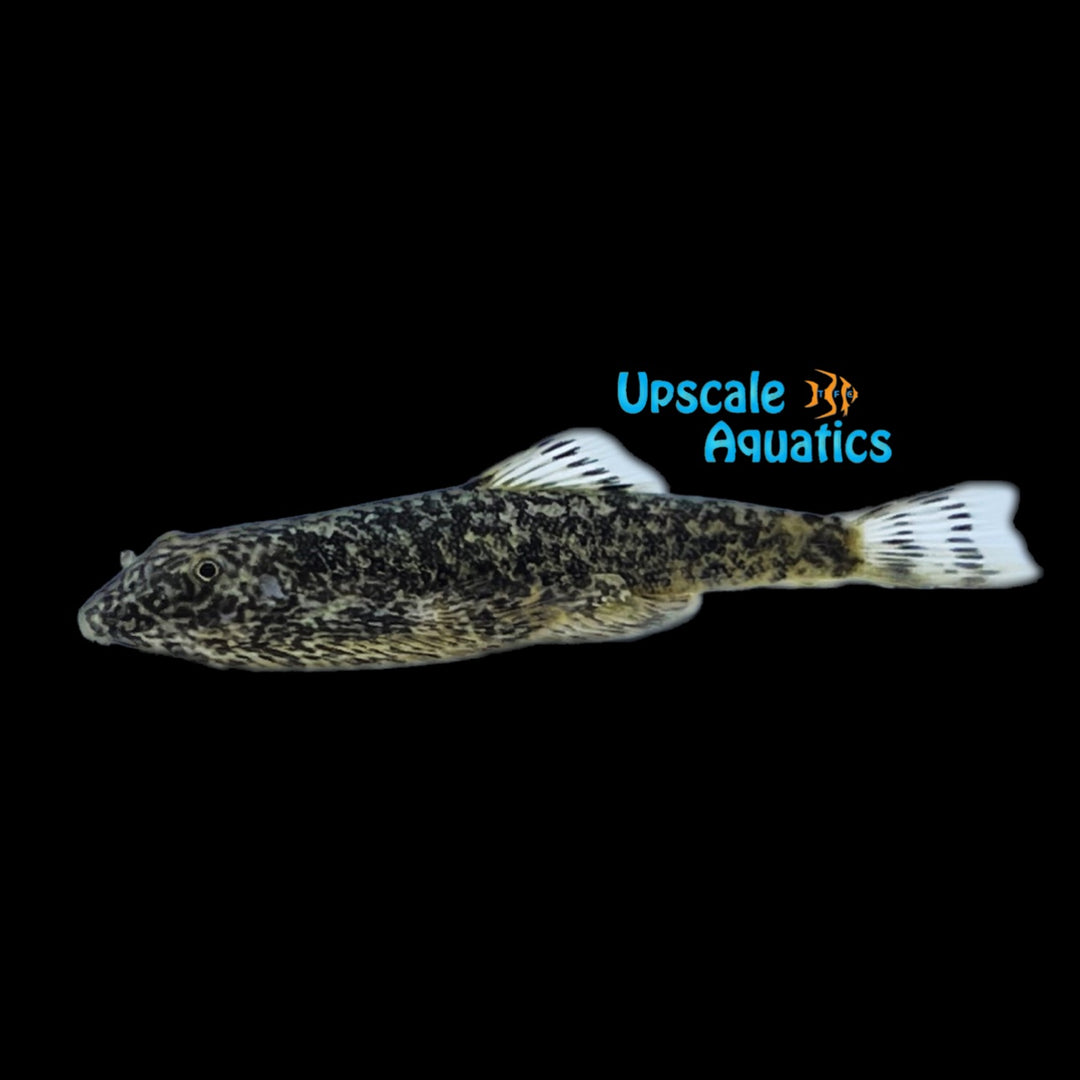 Brown Mosaic Hillstream Loach (Sewellia sp.)