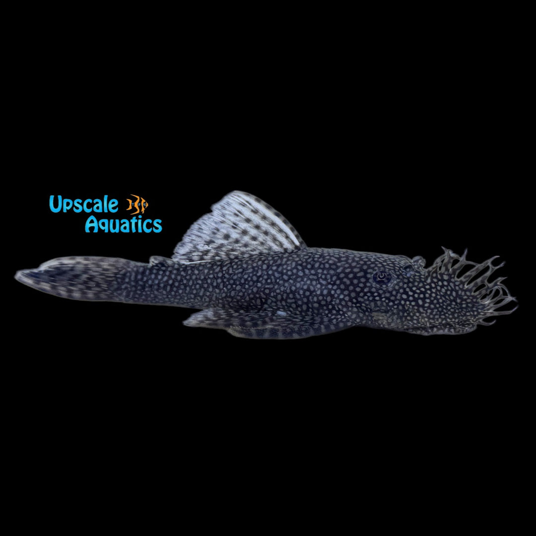Fine Spotted Bristlenose Pleco (Ancistrus saudades)