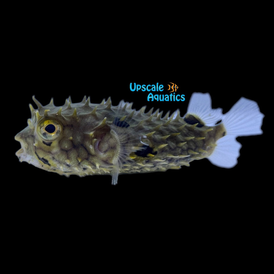 Web Burrfish (Chilomycterus antillarum)