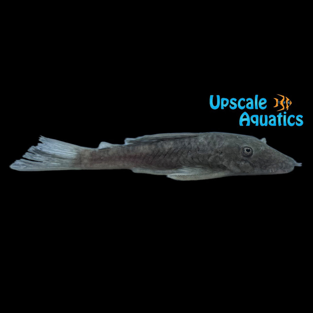 Damasceni Dwarf Bristlenose Pleco (Ancistrus damasceni)