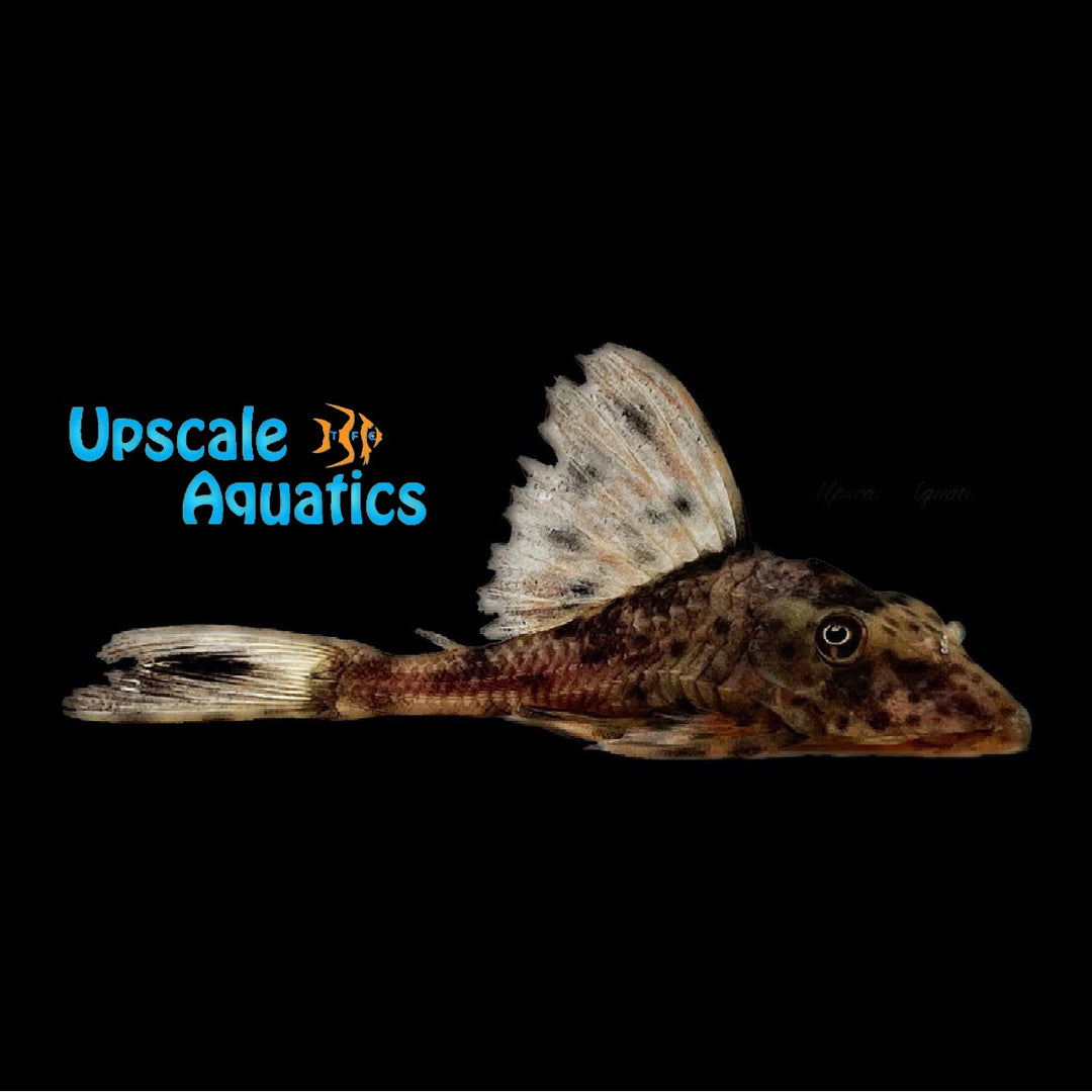 Weber's Pleco L167