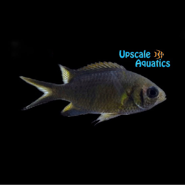 Weber's Chromis (Chromis weberi)