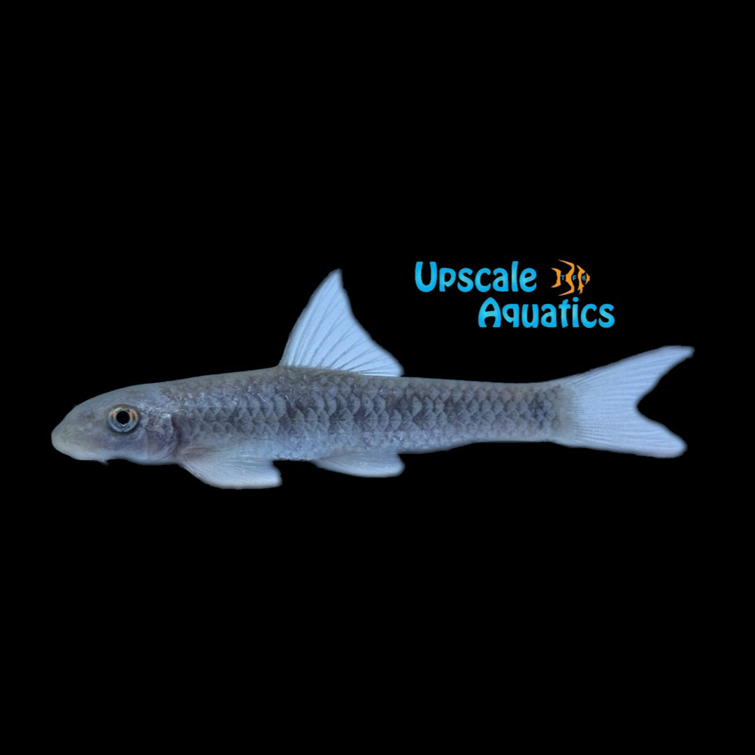 Gold Scale Garra (Garra sp. sunset goldscale)