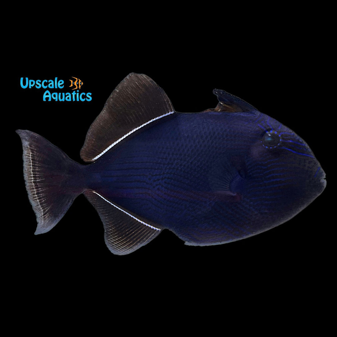 Hawaiian Black Trigger (Melichthys niger)