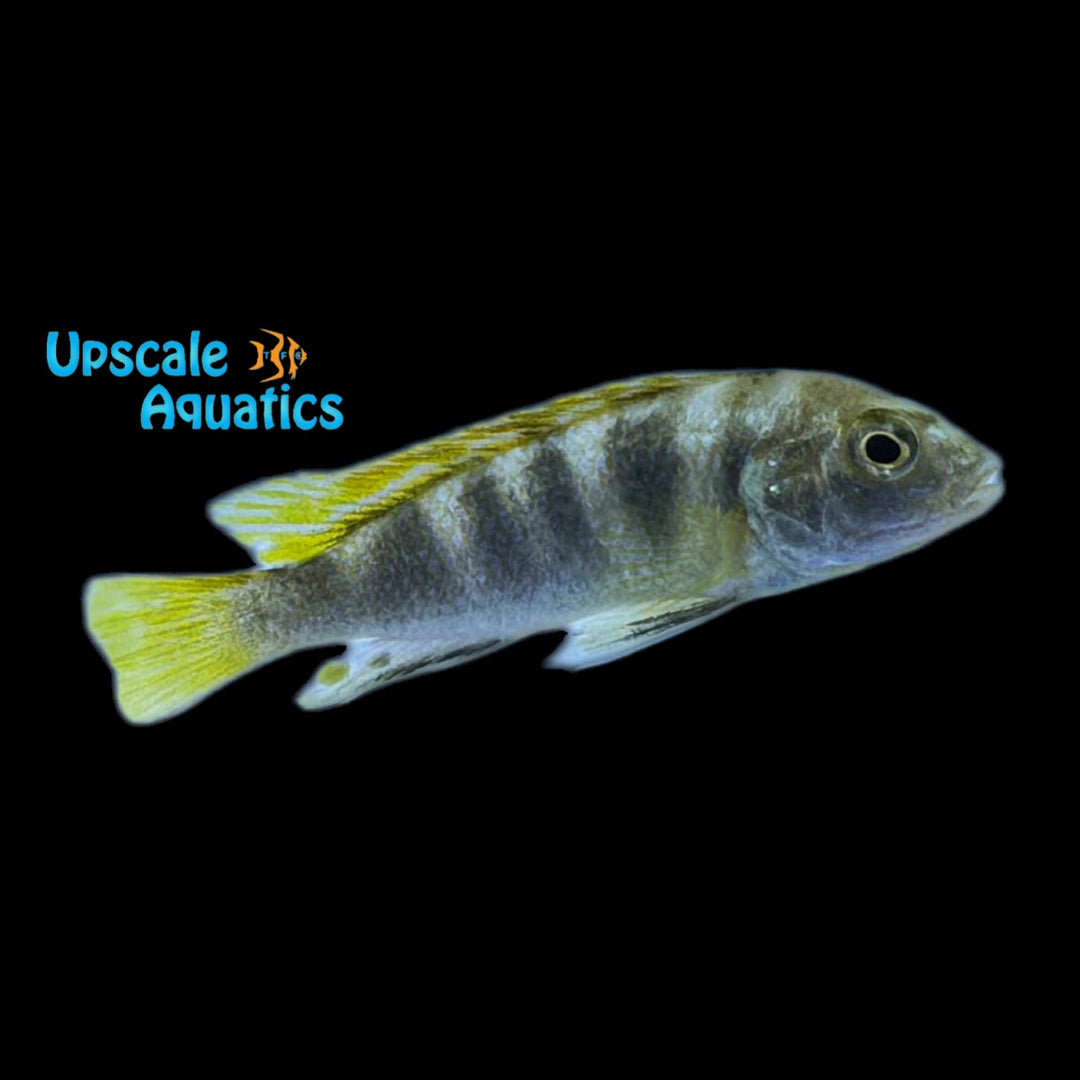 Perlmutt Cichlid (Labidochromis perlmutt)