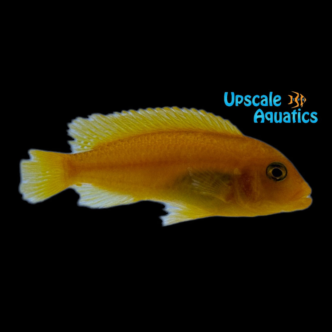 Red Zebra Cichlid (Metriaclima estherae)