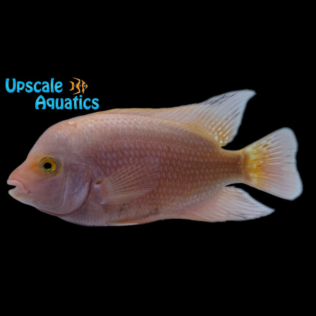 Super Red Monkey Flowerhorn Cichlid (Vieja sp.)