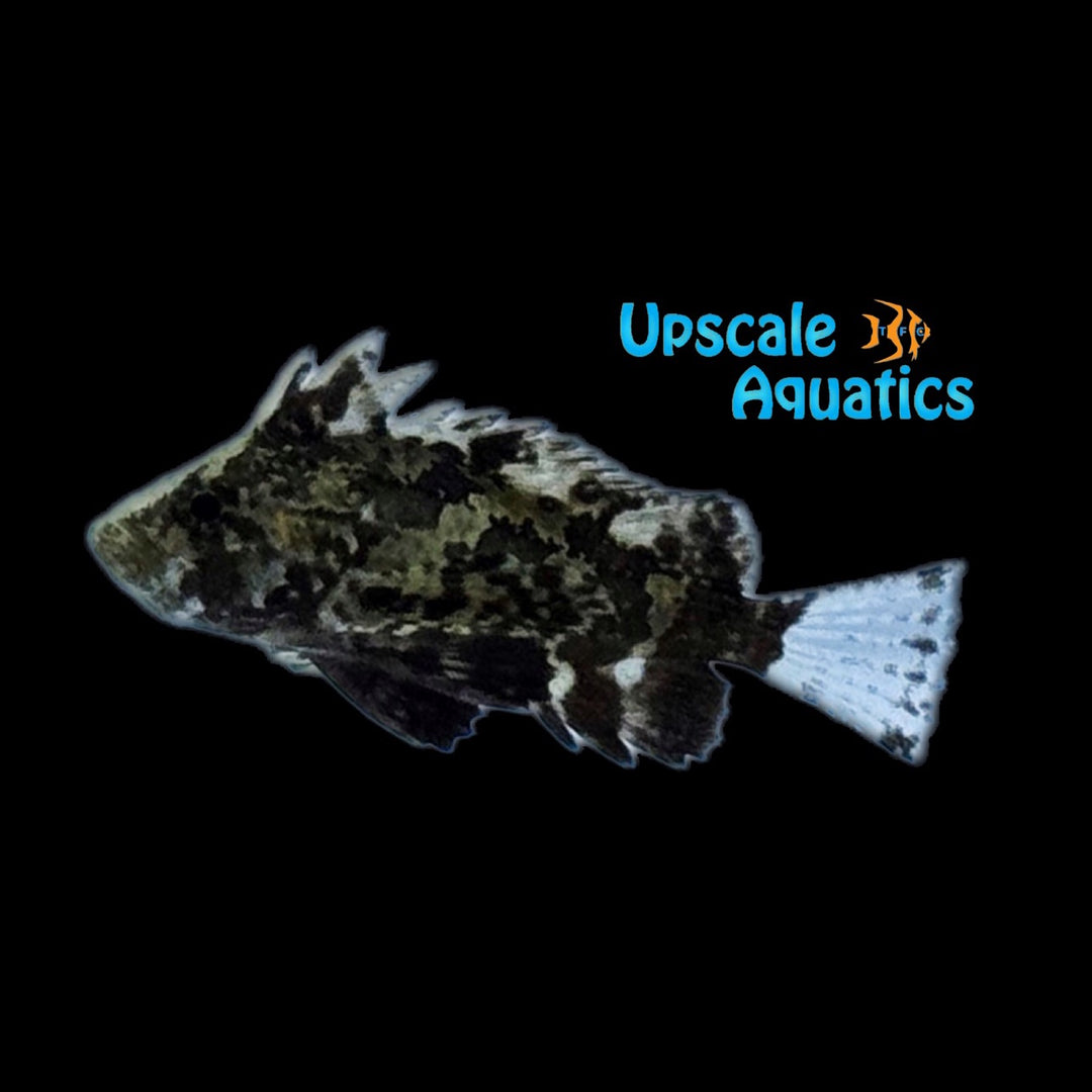 Indian Butterfly Goby (Neovespicula depressifrons)