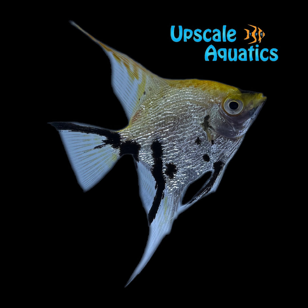 Gold Marble Pearlscale Angelfish (Pterophyllum scalare)