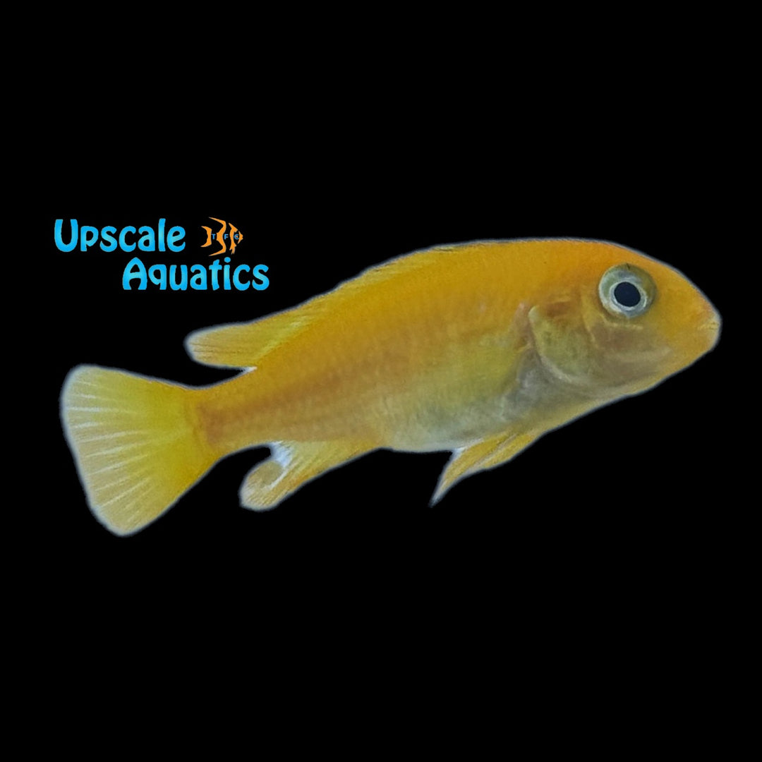 Coral Red Saulosi (Pseudotropheus saulosi coral red)