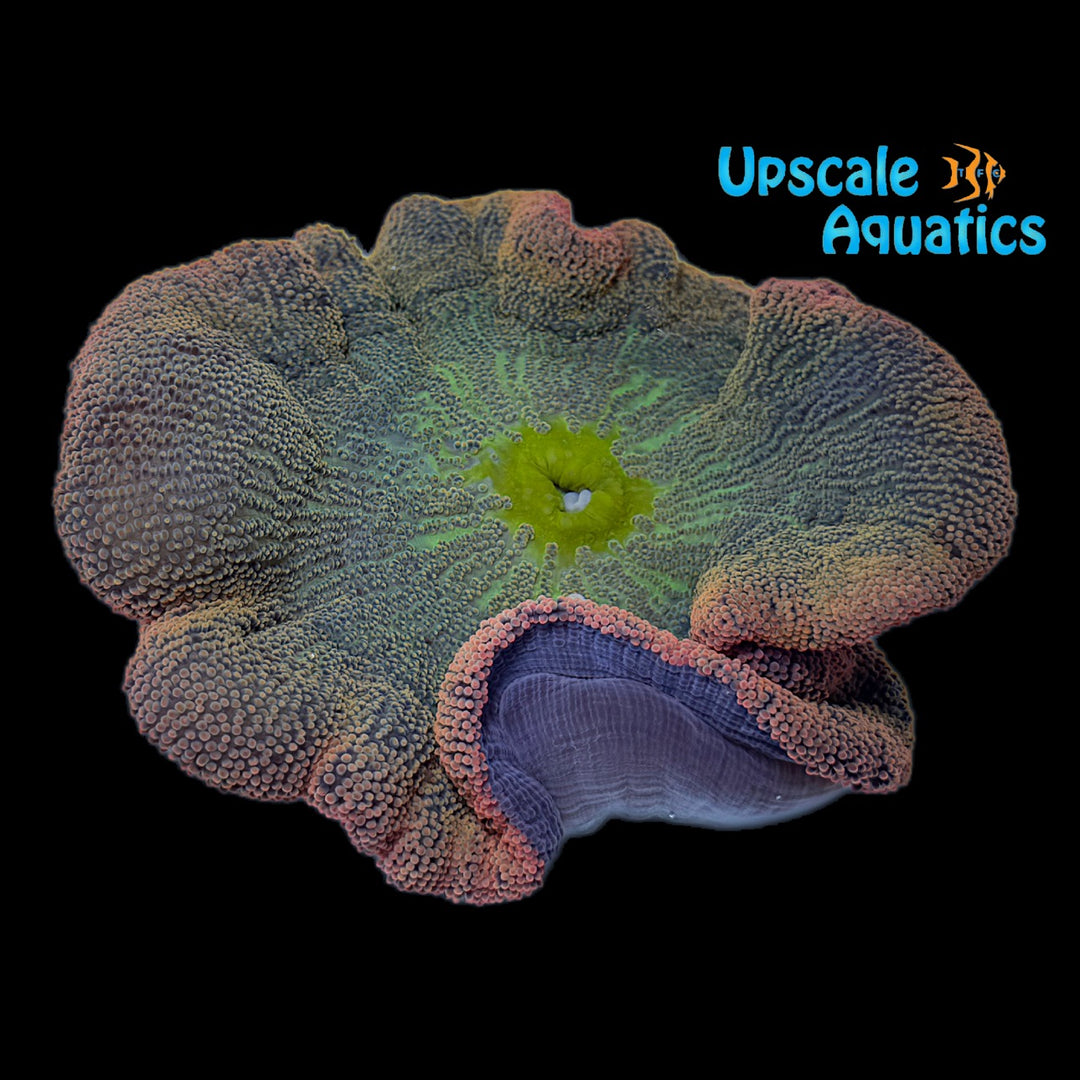 Rainbow Carpet Anemone (Stichodactyla haddoni)