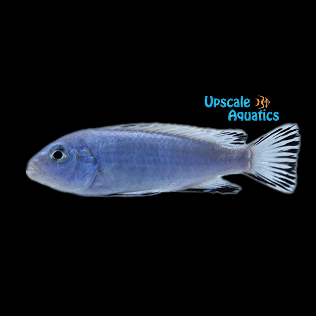 Socolofi Cichlid (Pseudotropheus socolofi)
