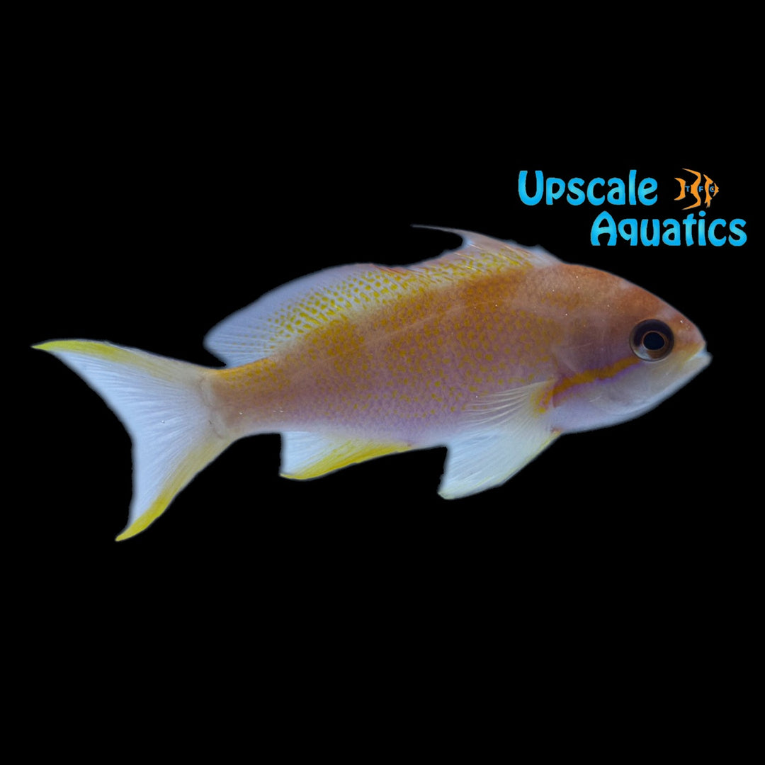 Noble Anthias - Female (Pseudanthias nobilis)