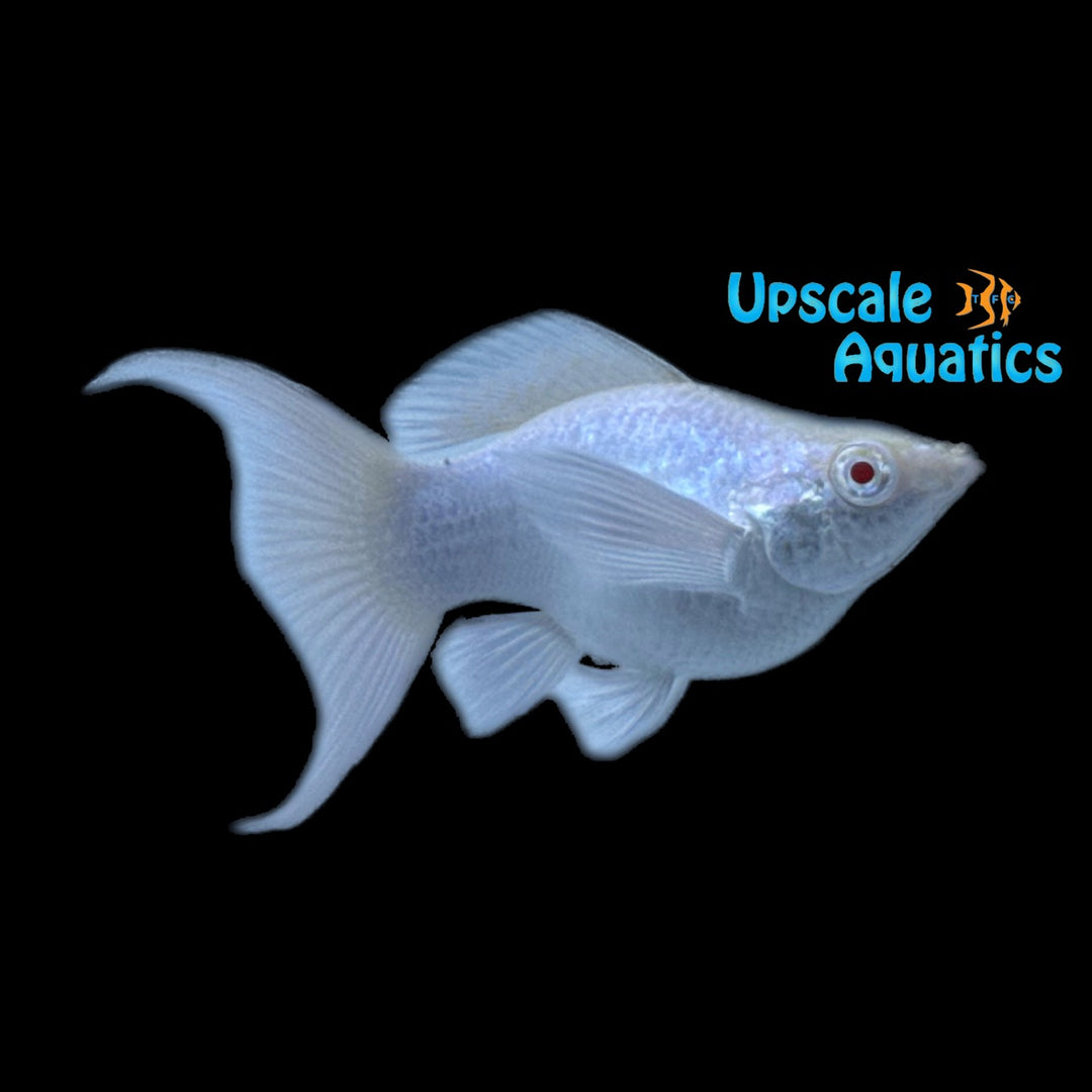 Platinum Albino Lyretail Balloon Molly (Poecilia velifera)