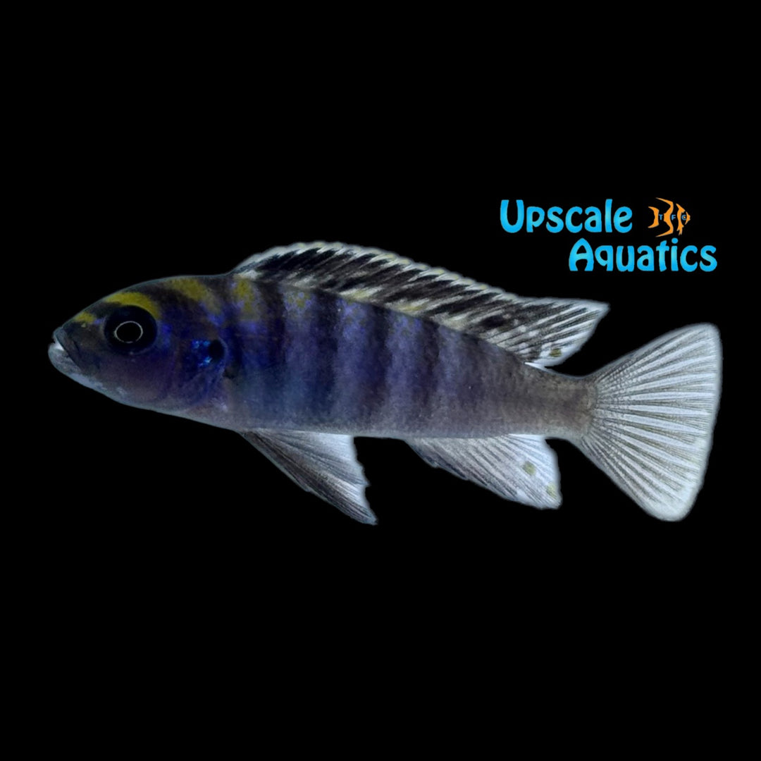 Minos Reef Afra Cichlid (Cynotilapia zebroides 'Minos Reef')