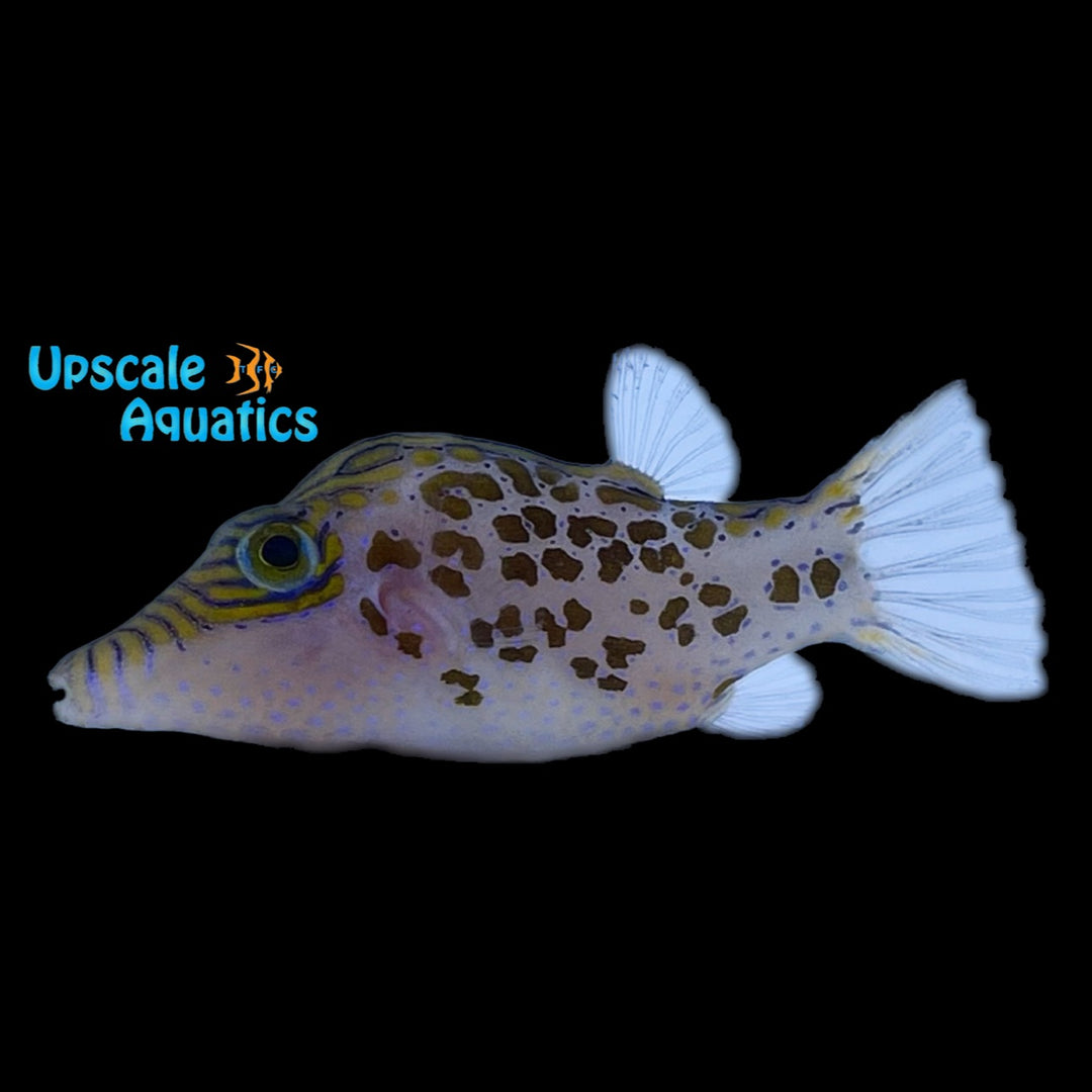 Leopard Toby Puffer (Canthigaster leoparda)