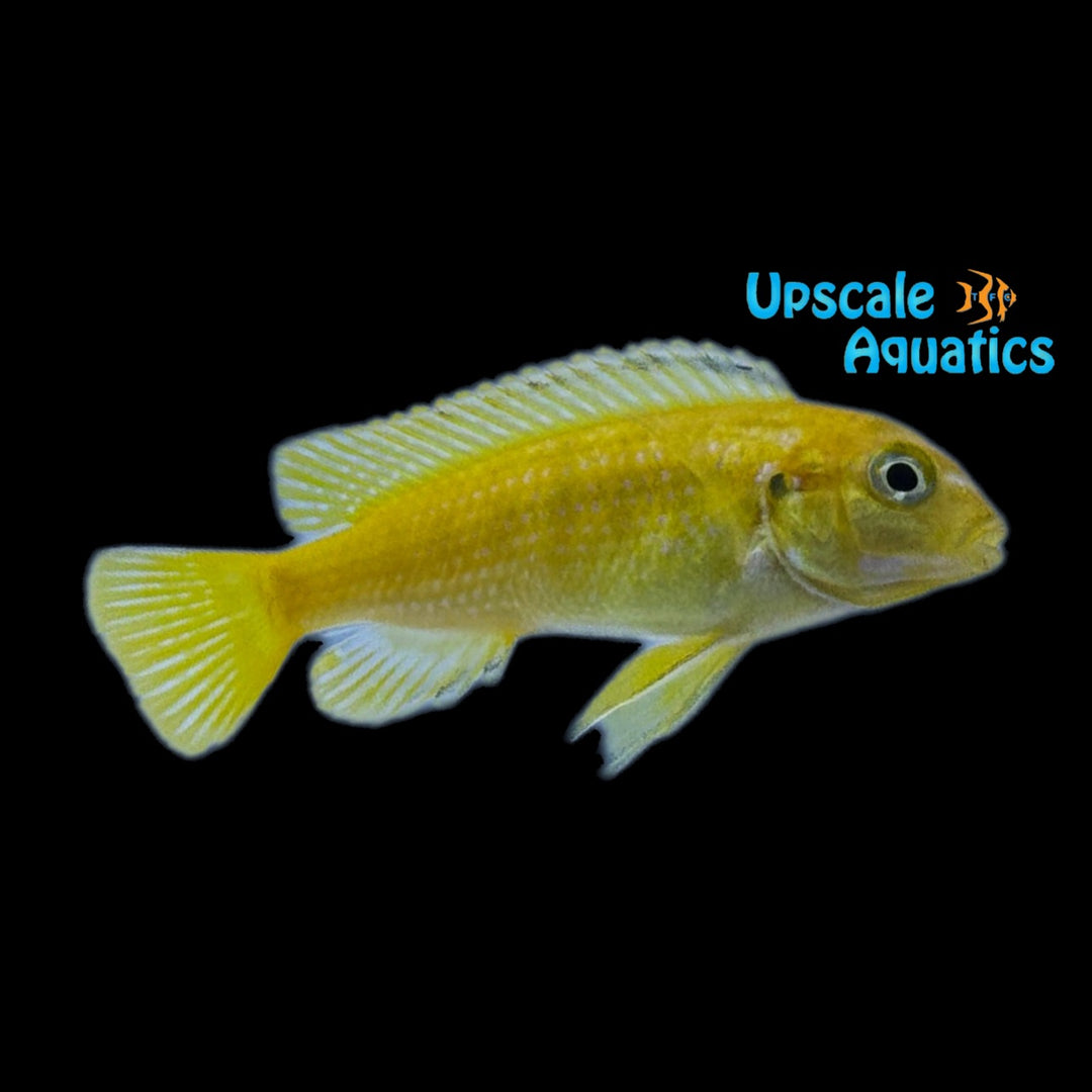 Interruptus Cichlid 'Chiwi Rocks' (Pseudotropheus interruptus 'Chiwi Rocks')